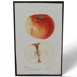 Malus domestica Wolcott 1900