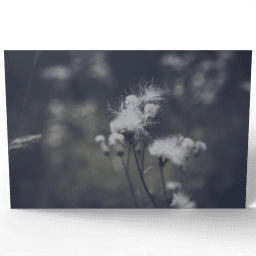 Cirsium Arvense Close up 2020