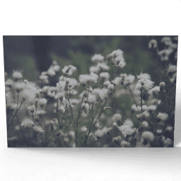 Cirsium Arvense Outdoors 2020