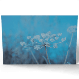 Close up of Frozen Umbellate Plant 2020