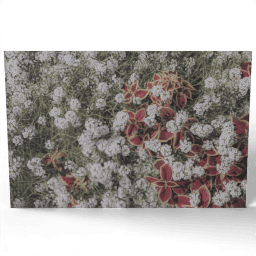 Flowers in the Garden 2019