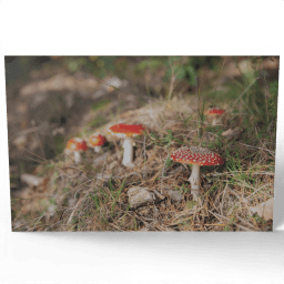 Fly Agaric 2020
