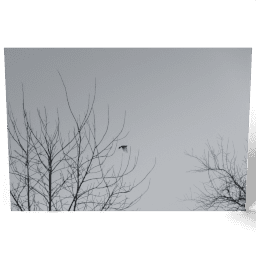 From Tree to Tree 2020