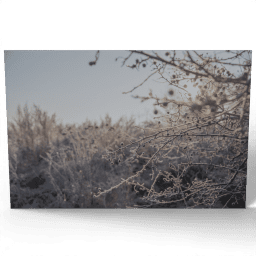 Frozen Hawthorn Berries 2020