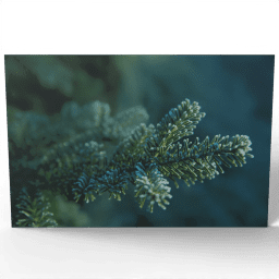 Green Branches of a Coniferous Tree 2020