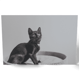 Little Black Cat 2020