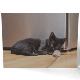 Little Black Cat with a Toy 2020