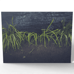 Plants with a Burnt Trunk 2020