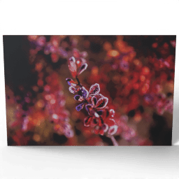 Red Frosted Leaves of the Barberry 2020