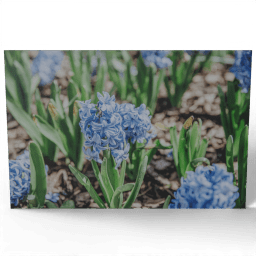 Spring Flower Hyacinth 2022
