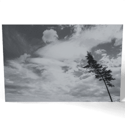 Tree on the Sky Background 2020