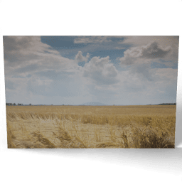 Wheat Field Summer Landscape 2014