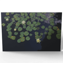 Yellow Water Lilies 2019