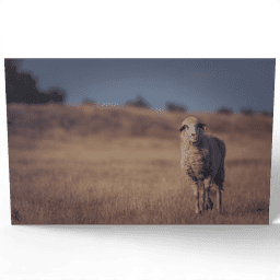 Single Sheep on a Dry Pasture 2017