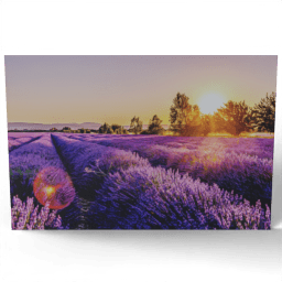 Landscape with Lavender Field at Sunset 2017