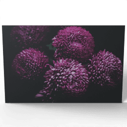 Blooming Chrysanthemum 2016