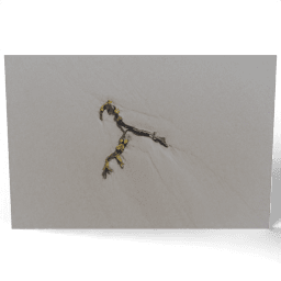 Bladder Wrack on the Sand 2018