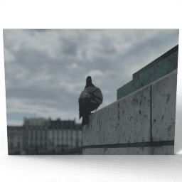 Single Pigeon 2017