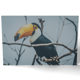 Toucan on Branch 2016