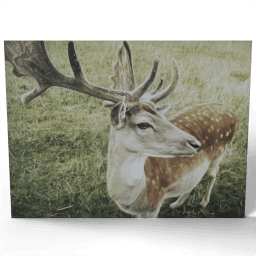 Close up of Deer 2009