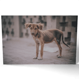 Puppy with Ears Sticking out 2016