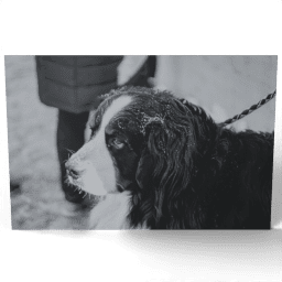 Black and White Portrait of Sad Dog 2014