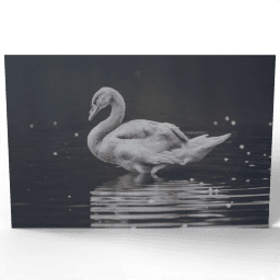Swan Floating on the Water 2015