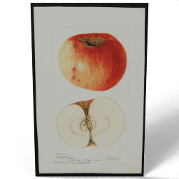 Malus domestica Wolcott 1900