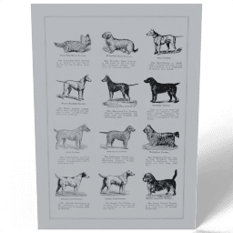 Dog breeds 1915