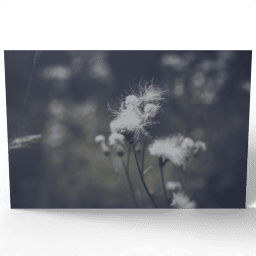 Cirsium Arvense Close up 2020