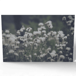 Cirsium Arvense Outdoors 2020