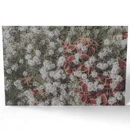Flowers in the Garden 2019