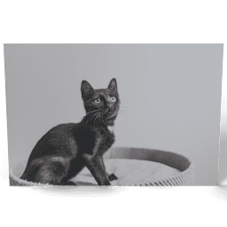 Little Black Cat 2020