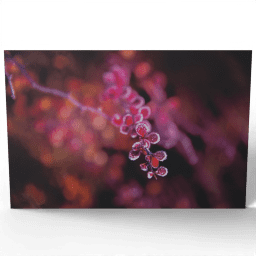 Red Barberry 2020