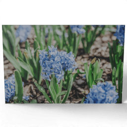 Spring Flower Hyacinth 2022