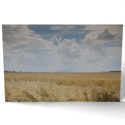 Wheat Field Summer Landscape 2014