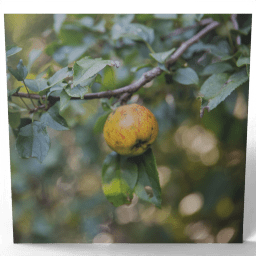 Wild Apple 2020