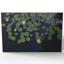 Yellow Water Lilies 2019