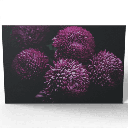 Blooming Chrysanthemum 2016