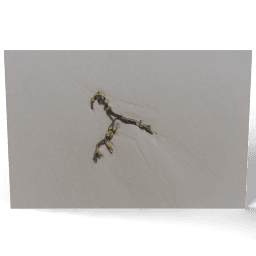 Bladder Wrack on the Sand 2018