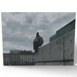 Single Pigeon 2017