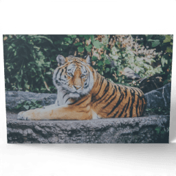 Lying Tiger 2016