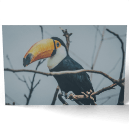 Toucan on Branch 2016