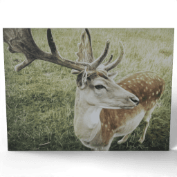 Close up of Deer 2009