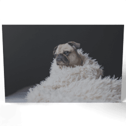 Wrapped in a Pug 2016