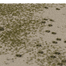 Desert AS C summer