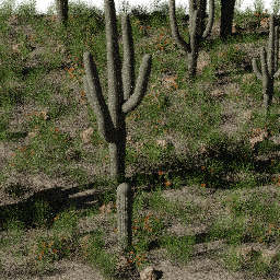 Desert NA B spring summer autumn