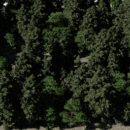 Forest AS con A spring summer autumn