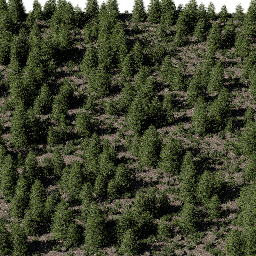 Forest EU con B spring summer autumn