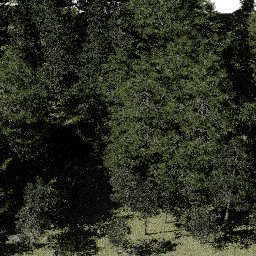 Forest NA con A spring summer autumn